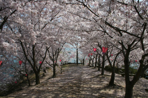 港の丘公園の桜