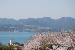 塔の峰千本桜